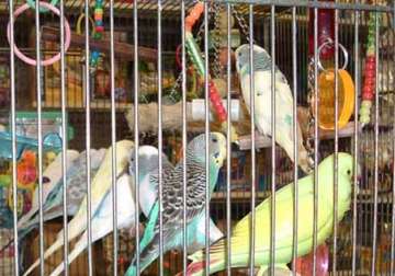 birds have fundamental rights can t be kept in cages delhi hc