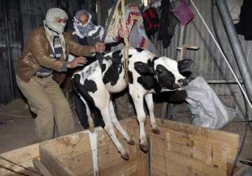 supreme court asks centre to reply on plea to prevent cattle smuggling