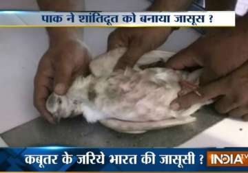 pakistani spy pigeon detained in patankot