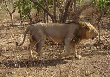 lion to replace tiger as national animal