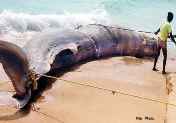 hit by ship dead whale reaches odisha seacoast