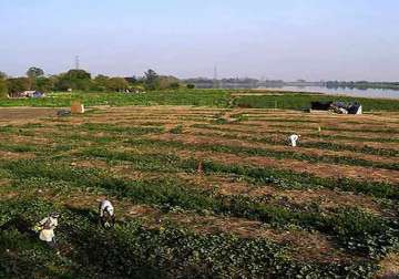 green tribunal bars vegetable farming on highly contaminated yamuna floodplains in delhi