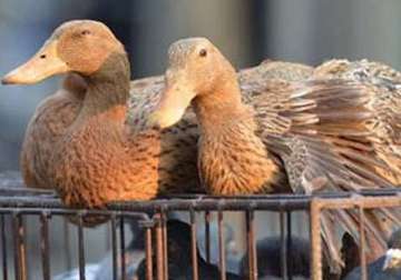 bird flu in manipur culling of fowl starts