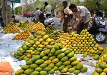 after unseasonal rains aam set to be a vip this season