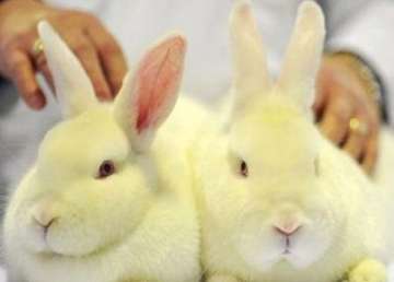 india bans import of cosmetics tested on animals