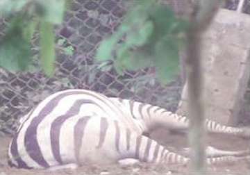 lone zebra in odisha nandan kanan zoo dies