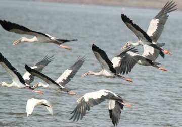 indian birds under threat from climate change study