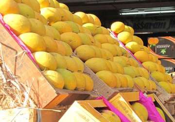 indian scientists develop seedless mangoes