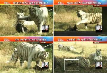 indore zoo tigers tear up wounded hawk due to officials negligence
