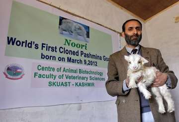 j k govt to honour scientists for cloning pashmina goat