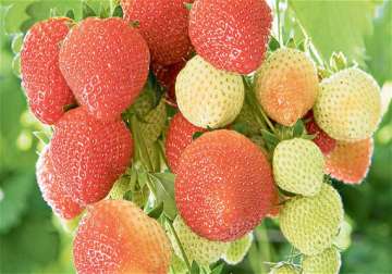 kashmir valley has a bumper strawberry crop