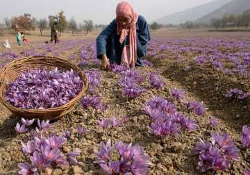 kashmir valley farmers sowing saffron with modern expertise