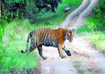 killer tiger captured in karnataka forest