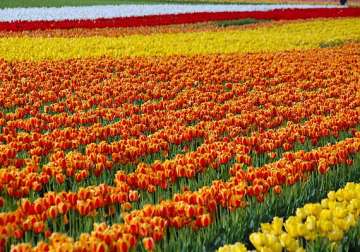 lakhs of tulips bloom in kashmir s famous garden