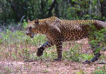 leopard caught in tea garden in jalpaiguri district