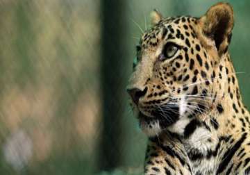 leopard injures four in assam