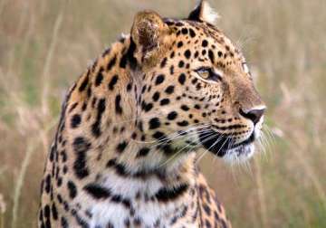 leopard killed after injuring five in bengal