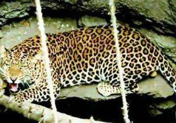 leopard kills 3 children in dhar forest of mp
