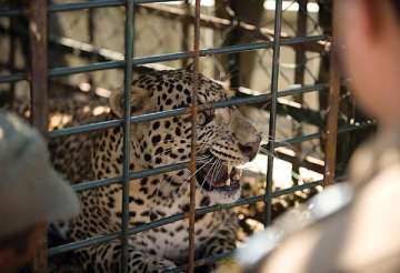 leopard caught on the fence of beml campus in karnataka