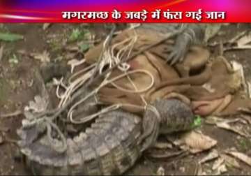 live video of gujarat crocodile attacking forest dept staff