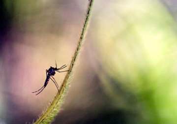 malaria scare in monsoon haunting people