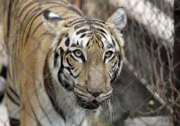 man eater tigress returns to corbett tiger reserve