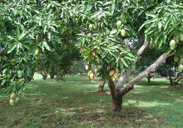 mango production in konkan shows downtrend