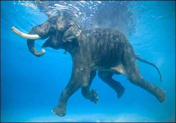 meet rajan the world s only swimming elephant