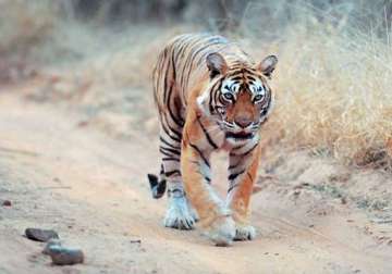 missing tigress machhli found in ranthambore