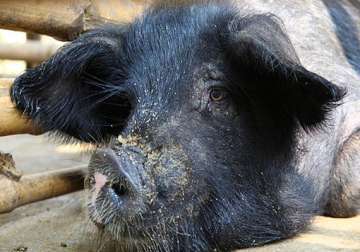 mizoram restricts pork sale as fever kills over 600 pigs