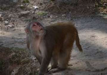 monkey population has fallen by 55 000 in hp minister