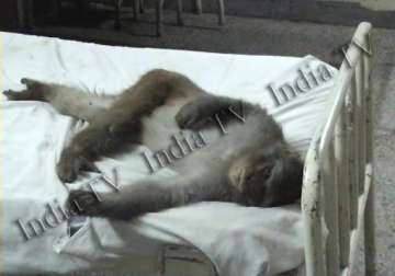 monkey occupies patients bed inside jammu hospital