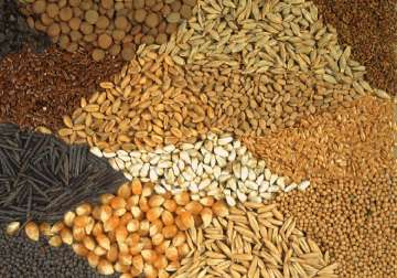 new hybrid maize seed developed for gujarat