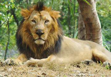 watch asiatic lions in gujarat s amreli too