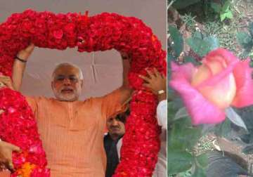 now a narendra modi rose blooms