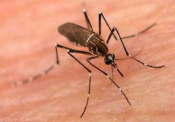 now a vaccine for mosquitoes to prevent dengue