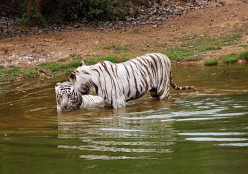 odisha reopens white tiger safari for visitors