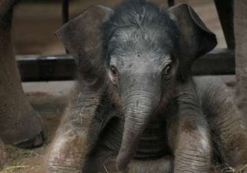 odisha signs mou with wti to save elephants from train hits