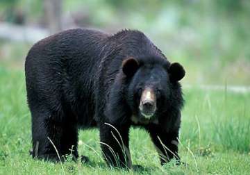 one killed three injured in bear attack
