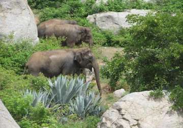 operation to push jumbos back into forest launched near bangalore