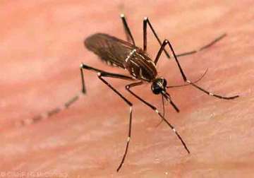 over 5 500 dengue cases in delhi