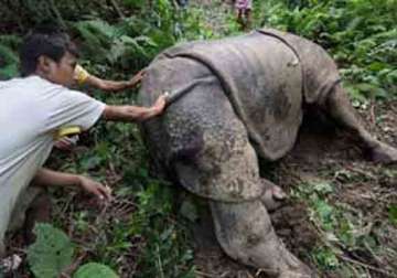 poachers kill a rhino in kaziranga national park