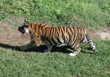 poachers hack tigress to pieces inside itanagar zoo