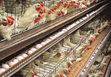 pollution control board issues notice to close poultry farms in panchkula and haryana
