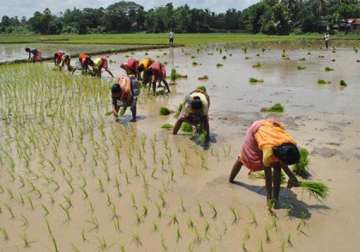 poor monsoon hits paddy sowing in bihar