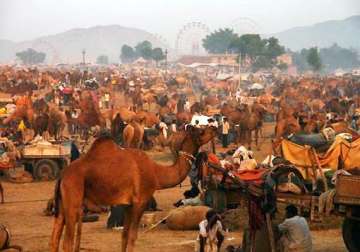 pushkar fair attracts more foreign tourists