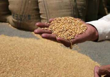 rains flatten wheat crop in punjab haryana