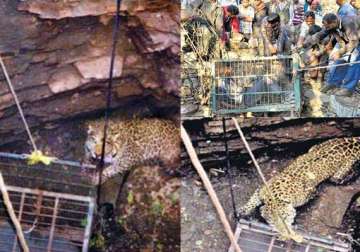 rajasthan wildlife officials trying to rescue trapped leopard from well since last 3 days