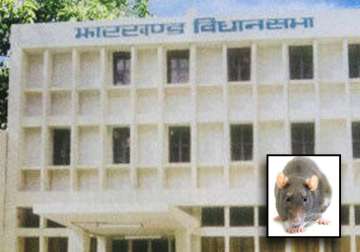 rat comes out from under oppn benches in jharkhand assembly