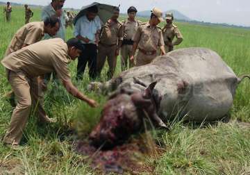 rhino killed by poachers in kaziranga national park